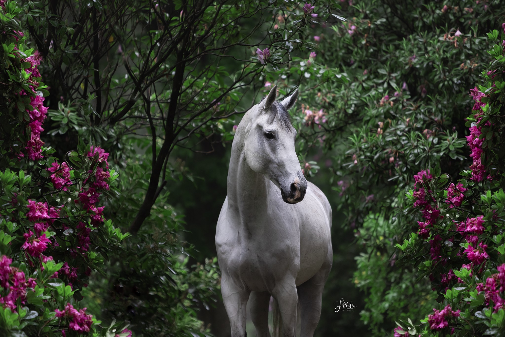 PALM KING by Steffi Mertz Photography